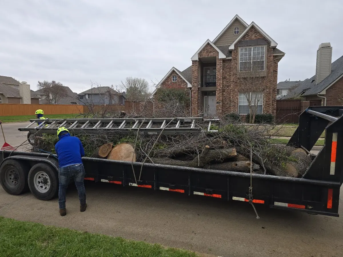 Expert Tree Removal with proper safety equipment in Holly